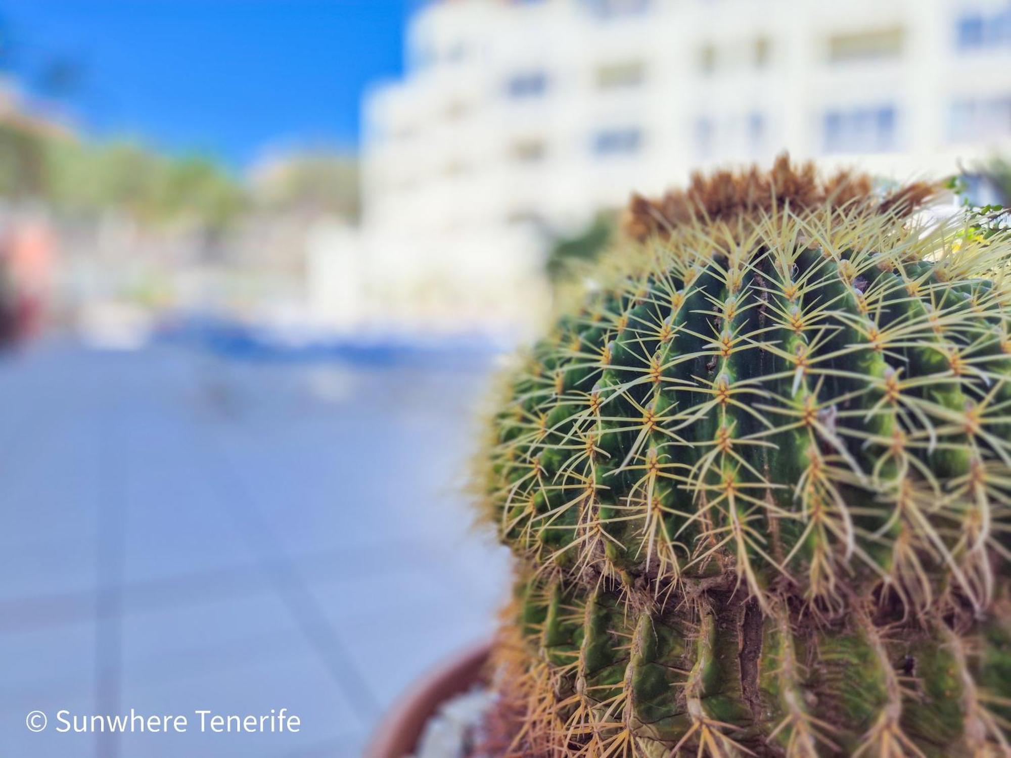 Mona'S Point Tenerife - Aircon, Private Parking And Heated Pool San Miguel de Abona Exterior photo